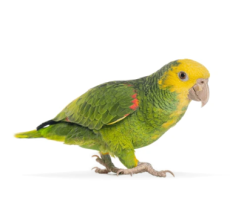 Double Yellow-Headed Amazon Parrot