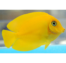 Yellow Tang (SM)