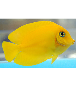 Yellow Tang (SM)