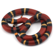 Pueblan milk snake (Lampropeltis triangulum campbelli)