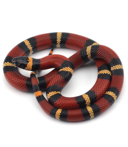 Pueblan milk snake (Lampropeltis triangulum campbelli)