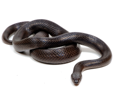 Mexican black King snake  (Lampropeltis getula nigrita)