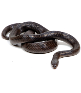 Mexican black King snake  (Lampropeltis getula nigrita)