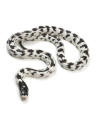California king snake (Lampropeltis californiae)