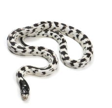 California king snake (Lampropeltis californiae)