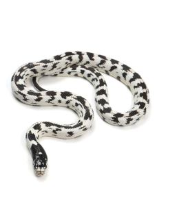 California king snake (Lampropeltis californiae)