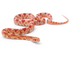 Corn snake (Pantherophis guttatus)