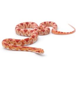 Corn snake (Pantherophis guttatus)