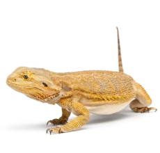 Bearded dragon (Pogona vitticeps)