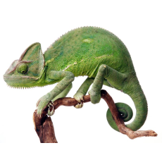 Veiled Chamelon (Chamaeleo calyptratus)