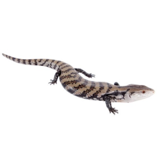 Blue tongue skink (Tiliqua scincoides)