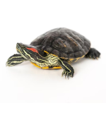 Red-Eared Slider turtle (Trachemys scripta elegans)