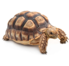 Greek Tortoise