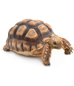 Greek Tortoise