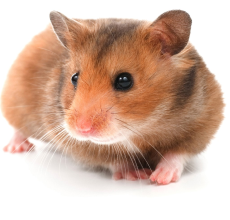 Hamster (Cricetinae)