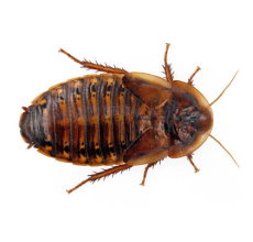 Dubious cocroach (Blaptica dubia)