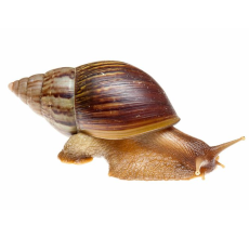 Giant African Snails (Lissachatina fulica)
