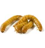 Meal Worms 1 pc