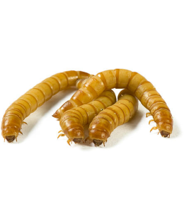 Meal Worms Pack of 10