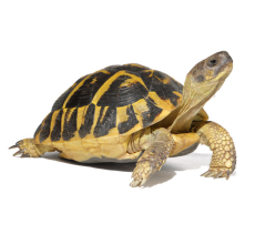 Tortoise (Testudinidae) Large upto 15cms
