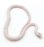 Anery palmetto corn snake