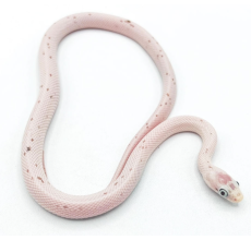 Anery palmetto corn snake