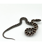 Palmetto Corn Snake