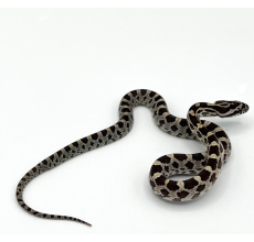 Palmetto Corn Snake