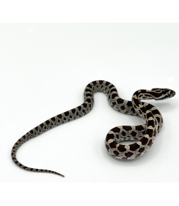 Palmetto Corn Snake