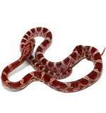 Het Strawberry x Lavander Palmetto Corn Snake
