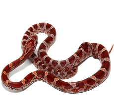 Het Strawberry x Lavander Palmetto Corn Snake
