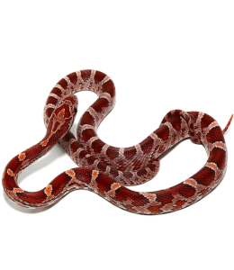 Het Strawberry x Lavander Palmetto Corn Snake