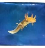 The golden albino axolotl