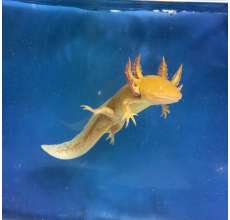 The golden albino axolotl