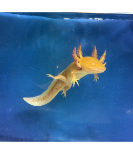 The golden albino axolotl