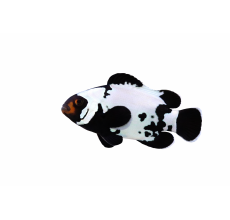 Black Ice Snowflake Clownfish Premium A Grade 3 To 4.5Cm