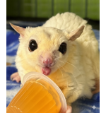 Sugar Glider