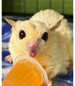 Sugar Glider