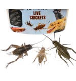 Live Crickets 60 Pcs per box