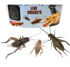 Live Crickets 60 Pcs per box