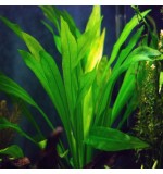 Echinodorus amzoninus - Pot