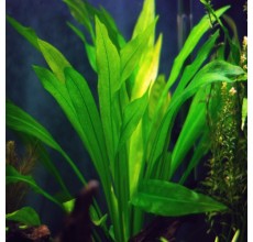 Echinodorus amzoninus - Pot