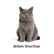 British Short Hair