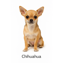 Chihuahua