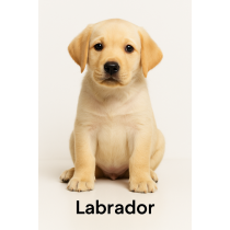 Labrador