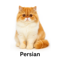 Persian