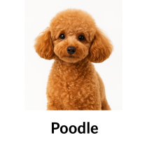 Poodle
