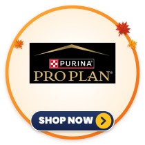Pro Plan