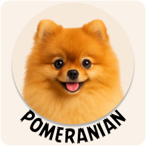 Pomeranian