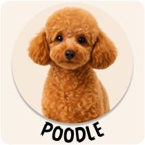 Poodle